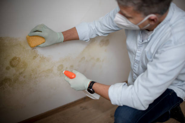 Best Black Mold Removal  in Mona, UT