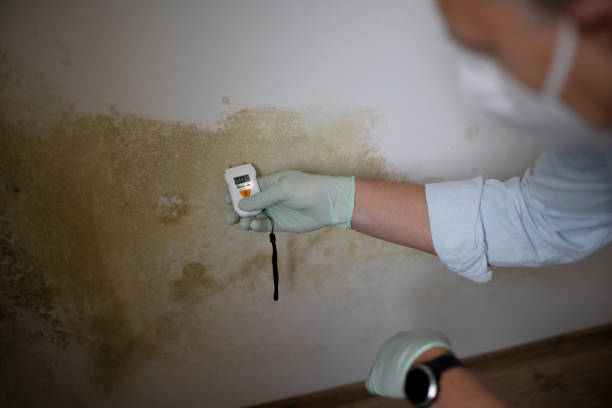 Best Local Mold Removal Service  in Mona, UT