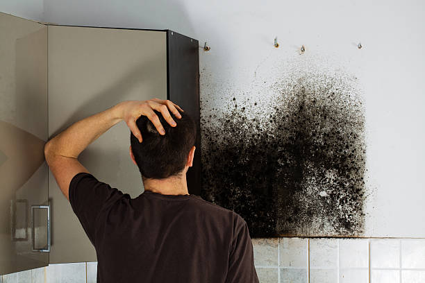 Best Mold Damage Repair  in Mona, UT